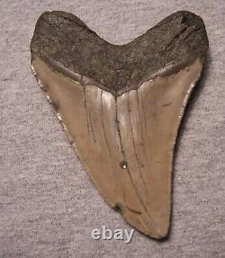 MEGALODON SHARK TOOTH 4 3/4 SHARKS TEETH EXTINCT GIANT FOSSIL NO REPAIR jaw