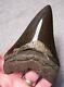 Megalodon Shark Tooth 4 3/4 Sharks Teeth Fossil Stunning Color Diamond Polished