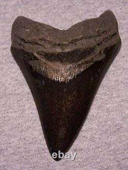 MEGALODON SHARK TOOTH 4 3/4 SHARKS TEETH FOSSIL STUNNING COLOR Diamond Polished
