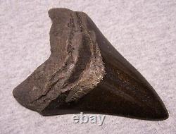 MEGALODON SHARK TOOTH 4 3/4 SHARKS TEETH FOSSIL STUNNING COLOR Diamond Polished