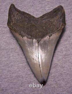 MEGALODON SHARK TOOTH 4 3/4 SHARKS TEETH FOSSIL STUNNING COLOR Diamond Polished