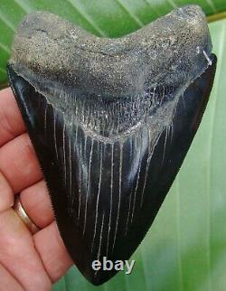 MEGALODON SHARK TOOTH 4 & 3/4 in. BEAUTIFUL JET BLACK REAL FOSSIL