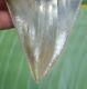 Megalodon Shark Tooth 4 & 3/4 In. Lower Jaw Real Fossil Natural