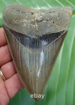 MEGALODON SHARK TOOTH 4 & 3/4 in. LOWER JAW REAL FOSSIL NATURAL