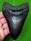 Megalodon Shark Tooth 4 & 3/4 In. Real Fossil With Display Stand & Id