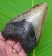 Megalodon Shark Tooth 4 & 3/4 In. Sharks Teeth Real Fossil Megladone