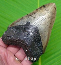 MEGALODON SHARK TOOTH 4 & 3/4 in. SHARKS TEETH REAL FOSSIL MEGLADONE