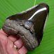 Megalodon Shark Tooth 4 & 3/4 In. Sharks Teeth Real Fossil Megladone