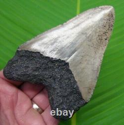 MEGALODON SHARK TOOTH 4 & 3/4 in. SHARKS TEETH REAL FOSSIL MEGLADONE