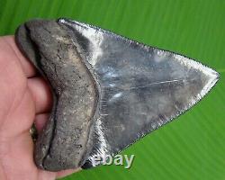 MEGALODON SHARK TOOTH 4 & 3/8 SERRATED REAL FOSSIL with DISPLAY STAND