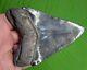 Megalodon Shark Tooth 4 & 3/8 Serrated Real Fossil With Display Stand
