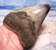 Megalodon Shark Tooth 4 3/8 Sharks Teeth Fossil Stunning Color Diamond Polished