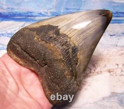 MEGALODON SHARK TOOTH 4 3/8 SHARKS TEETH FOSSIL STUNNING COLOR Diamond Polished