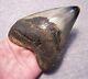Megalodon Shark Tooth 4 3/8 Sharks Teeth Fossil Stunning Color Diamond Polished