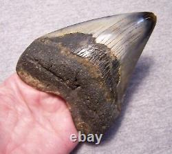 MEGALODON SHARK TOOTH 4 3/8 SHARKS TEETH FOSSIL STUNNING COLOR Diamond Polished