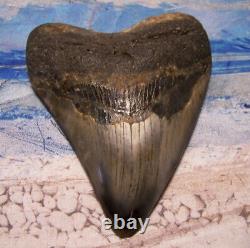 MEGALODON SHARK TOOTH 4 3/8 SHARKS TEETH FOSSIL STUNNING COLOR Diamond Polished
