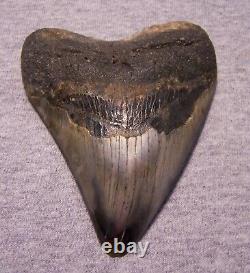 MEGALODON SHARK TOOTH 4 3/8 SHARKS TEETH FOSSIL STUNNING COLOR Diamond Polished