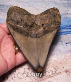 MEGALODON SHARK TOOTH 4 3/8 SHARKS TEETH FOSSIL STUNNING COLOR Diamond Polished
