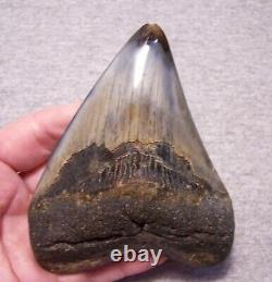 MEGALODON SHARK TOOTH 4 3/8 SHARKS TEETH FOSSIL STUNNING COLOR Diamond Polished