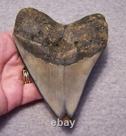MEGALODON SHARK TOOTH 4 3/8 SHARKS TEETH FOSSIL STUNNING COLOR Diamond Polished