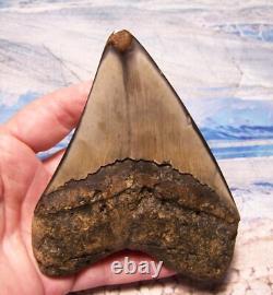 MEGALODON SHARK TOOTH 4 3/8 SHARKS TEETH FOSSIL STUNNING COLOR Diamond Polished