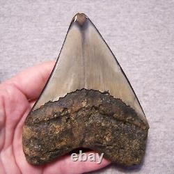 MEGALODON SHARK TOOTH 4 3/8 SHARKS TEETH FOSSIL STUNNING COLOR Diamond Polished