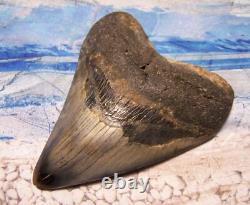 MEGALODON SHARK TOOTH 4 3/8 SHARKS TEETH FOSSIL STUNNING COLOR Diamond Polished