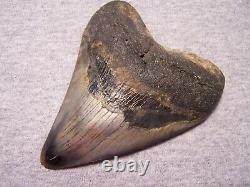 MEGALODON SHARK TOOTH 4 3/8 SHARKS TEETH FOSSIL STUNNING COLOR Diamond Polished