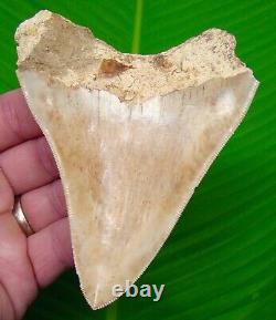 MEGALODON SHARK TOOTH 4 & 3/8 in. COLORFUL NO RESTORATIONS NATURAL