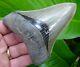 Megalodon Shark Tooth 4 & 3/8 In. Museum Grade Real Fossil Natural