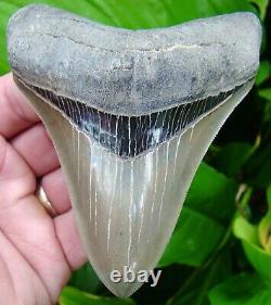 MEGALODON SHARK TOOTH 4 & 3/8 in. MUSEUM GRADE REAL FOSSIL NATURAL