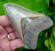 Megalodon Shark Tooth 4 & 3/8 In. Real Fossil Super Serrated Ga River Meg