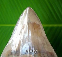 MEGALODON SHARK TOOTH 4 & 3/8 in. SERRATED INDONESIA