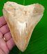 Megalodon Shark Tooth 4 & 3/8 In. Super Serrated Authentic Natural