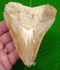 MEGALODON SHARK TOOTH 4 & 3/8 in. SUPER SERRATED Authentic Natural