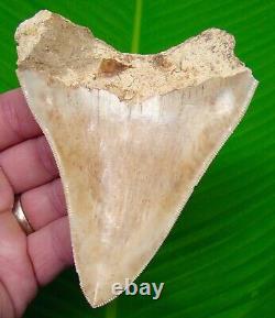 MEGALODON SHARK TOOTH 4 & 3/8 in. SUPER SERRATED Authentic Natural