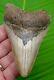 Megalodon Shark Tooth 4 & 3/8 In. With Display Stand Megladone
