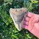Megalodon Shark Tooth 4.3 Authentic Real Fossil