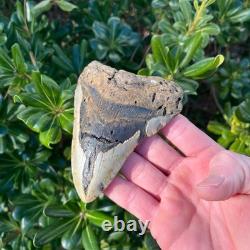 MEGALODON SHARK TOOTH 4.3 AUTHENTIC Real Fossil