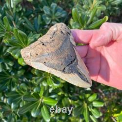 MEGALODON SHARK TOOTH 4.3 AUTHENTIC Real Fossil