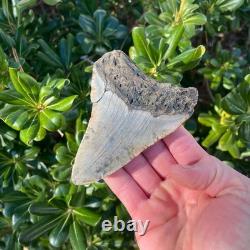 MEGALODON SHARK TOOTH 4.3 AUTHENTIC Real Fossil