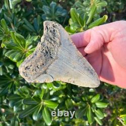 MEGALODON SHARK TOOTH 4.3 AUTHENTIC Real Fossil