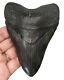 Megalodon Shark Tooth 4.40 Inch 100% Real Fossil No Restorations