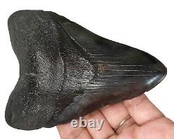 MEGALODON SHARK TOOTH 4.40 inch 100% REAL FOSSIL NO RESTORATIONS