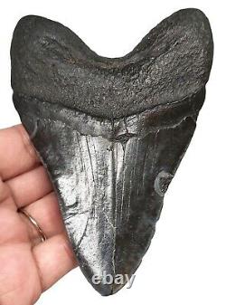 MEGALODON SHARK TOOTH 4.40 inch 100% REAL FOSSIL NO RESTORATIONS