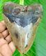 Megalodon Shark Tooth 4.40 Inches 100% Real Fossil No Restorations