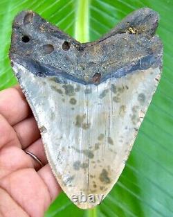 MEGALODON SHARK TOOTH 4.40 inches 100% REAL FOSSIL NO RESTORATION