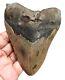 Megalodon Shark Tooth 4.40 Inches Large Real Fossil No Restorations