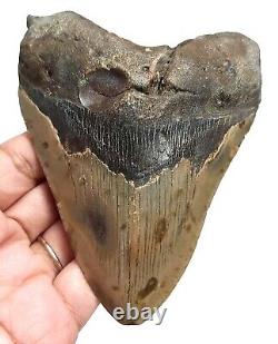 MEGALODON SHARK TOOTH 4.40 inches LARGE REAL FOSSIL NO RESTORATIONS