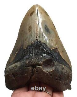 MEGALODON SHARK TOOTH 4.40 inches LARGE REAL FOSSIL NO RESTORATIONS